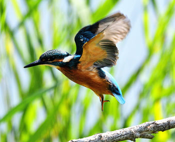 Blauet a la reserva de sebes a flix