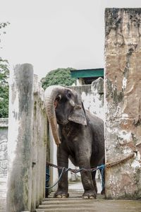 Elephant by water against clear sky