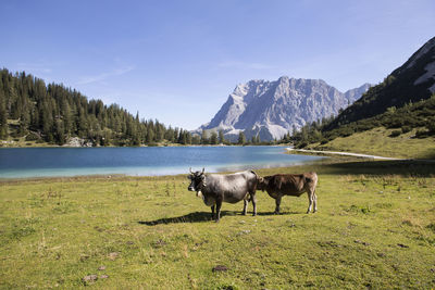 Cows grazing on field against sky