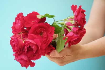 Close-up of hand holding bouquet of red rose against blue background
