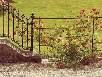 Trees and plants growing by fence