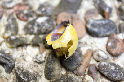 Close-up of yellow mushroom growing on rock