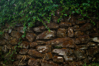 Close-up of plants growing on rock