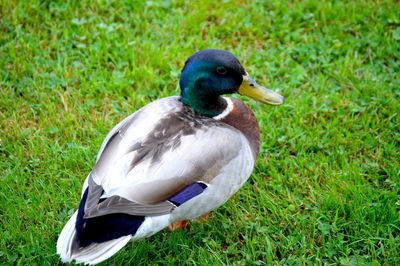 Close-up of mallard duck on field