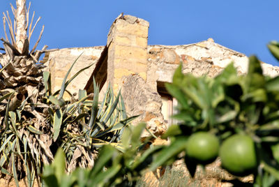 Low angle view of plant against clear sky on sunny day