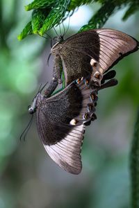 Close-up of butterfly