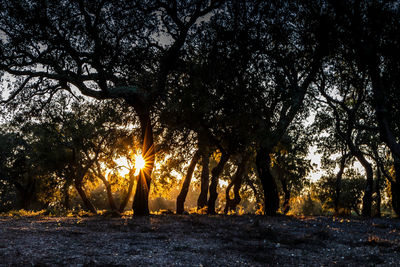 Silhouette trees on field against sky at sunset