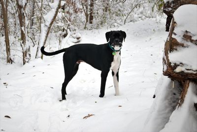 Dog running on snow covered land