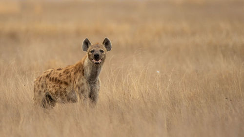 African black spotted hyena