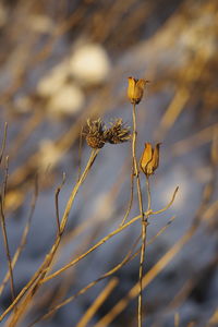 Close-up of dead plant in lake