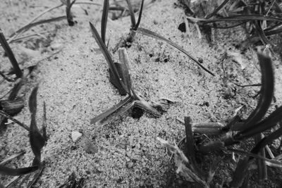 High angle view of crab on ground