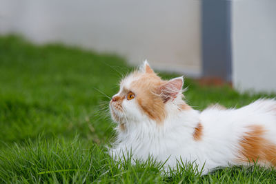 Cat looking away on field