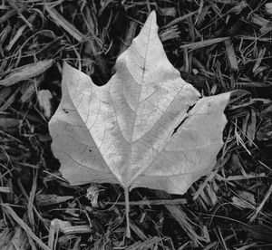 Close-up of leaves on ground