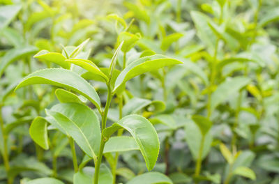 Close-up of plant