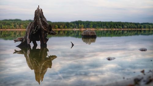 Bird flying over lake