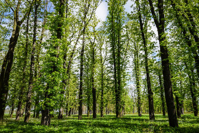 Trees in forest