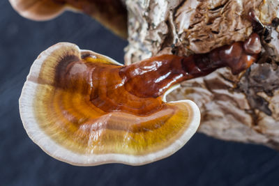 Close-up of mushrooms