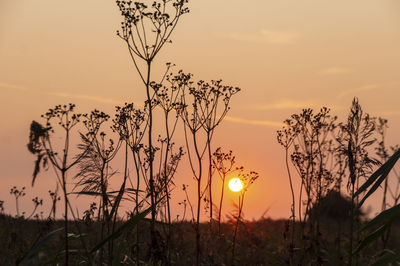 Silhouette plants on field against sky during sunset