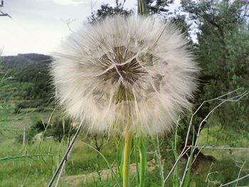 Close-up of dandelion flower