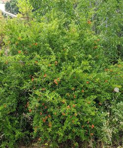High angle view of plants growing on land