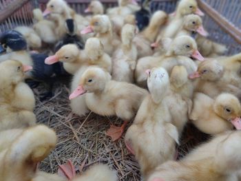 Close-up of a ducks