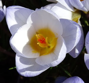 Close-up of flower