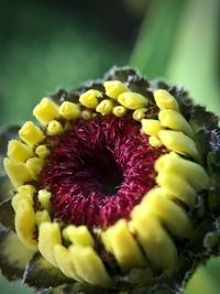 Macro shot of yellow flower head