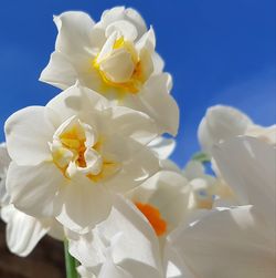 Close-up of white flowering plant against blue sky