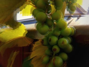 Close-up of fruits growing on plant