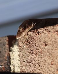 Close-up of lizard on rock