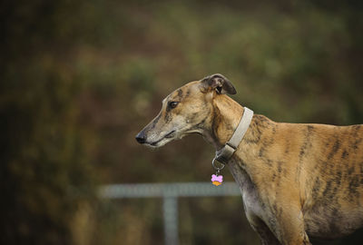 Greyhound standing on field in park