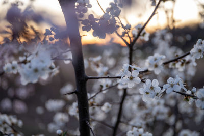 Close-up of cherry blossom on tree