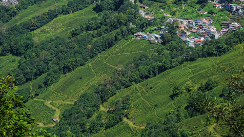 High angle view of trees growing on field