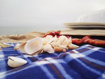 Close-up of shells on beach