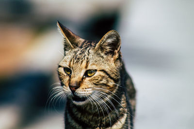 Close-up of a cat looking away