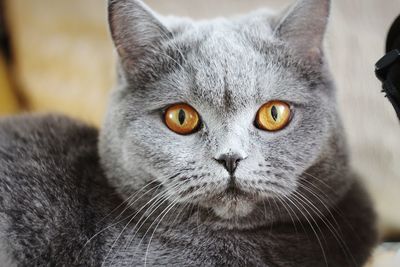 Close-up portrait of cat