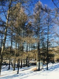 Bare trees on snow covered landscape