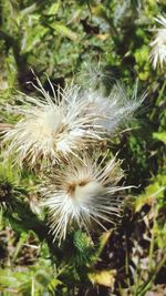 Close-up of cactus