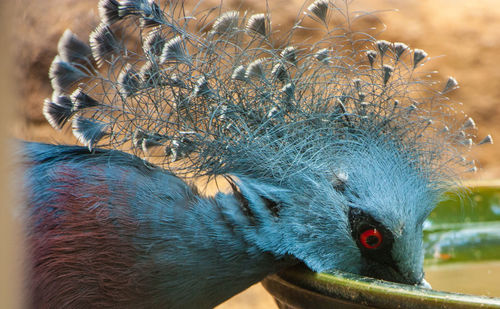 Close-up of bird