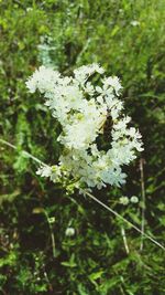 Close-up of bee on white flower