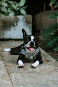 Portrait of dog sitting on floor