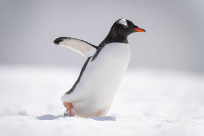 Penguin on snow