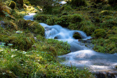 Scenic view of waterfall in forest