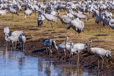 Flock with cranes at the water's edge