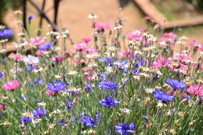 Close-up of purple flowers blooming in field