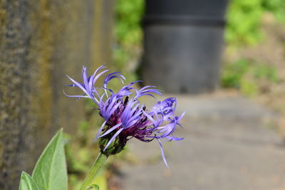Close-up of purple flowering plant