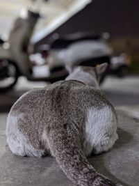 Close-up of a dog sleeping