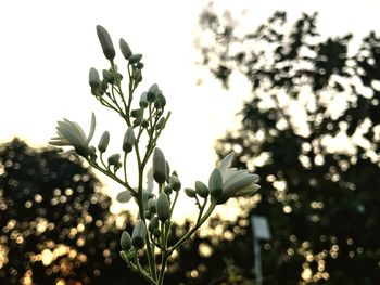 Close-up of flower tree against sky