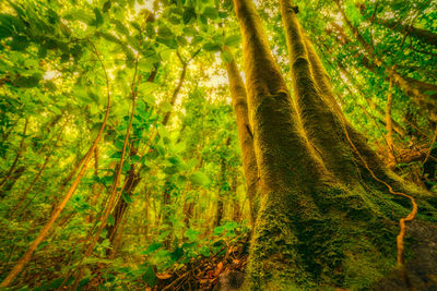 View of trees in forest