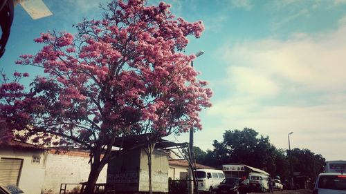 Low angle view of pink flowering tree by building against sky